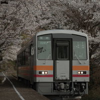 JR三浦駅に停車する因美線と満開の桜並木の写真