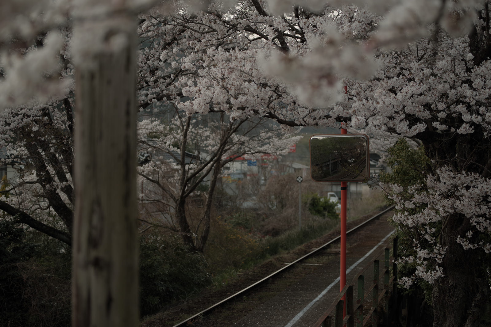 白い満開の桜が咲く三浦駅のホームと線路