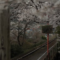 桜に包まれる三浦駅のホームと線路、春の因美線ローカル線の写真