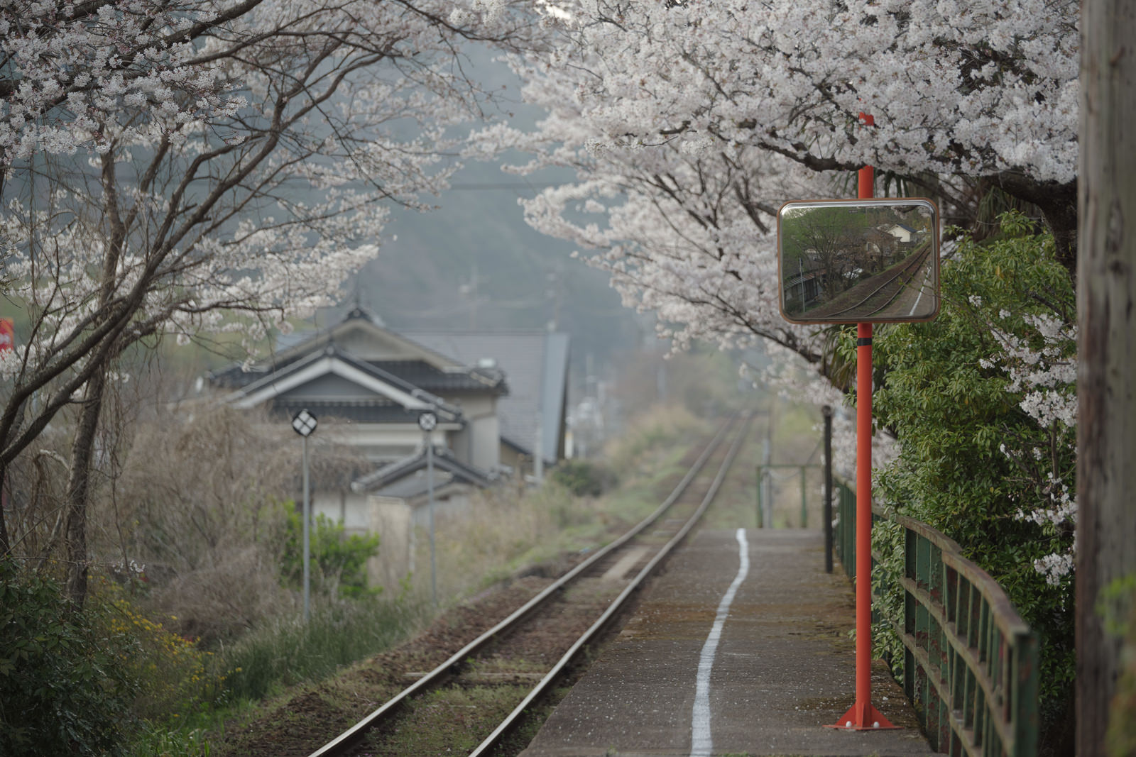 桜が並ぶ三浦駅のホームと奥へ伸びる線路