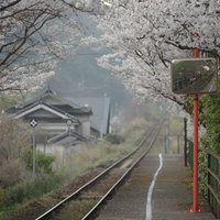 満開の桜に包まれた三浦駅のホームと線路の春風景の写真