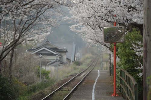 満開の桜に包まれた三浦駅のホームと線路の春風景