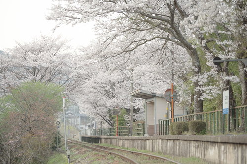 JR三浦駅のホームと満開の桜並木、駅舎脇の白い桜の大木