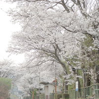 因美線の三浦駅に咲き誇る満開の桜の写真