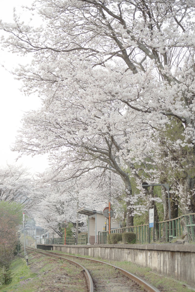 因美線の三浦駅上空で満開となった桜の大木と駅舎の風景