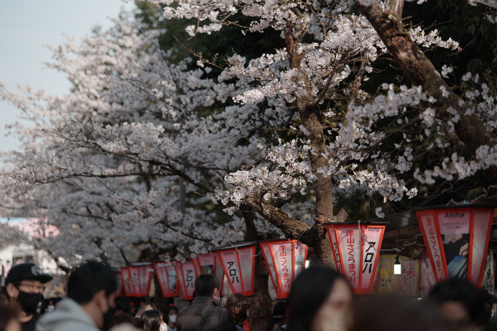 赤い提灯が灯る鶴山公園の満開の桜の下で花見を楽しむ人々
