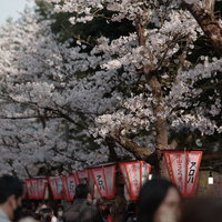 鶴山公園の桜祭りで赤提灯が灯る満開の桜並木の写真
