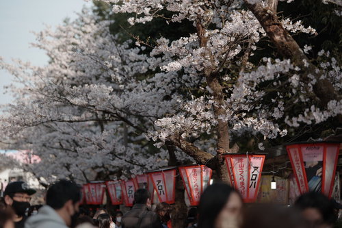 鶴山公園の桜祭りで赤提灯が灯る満開の桜並木