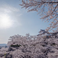 津山城跡の備中櫓と満開の桜 石垣沿いの春景色の写真
