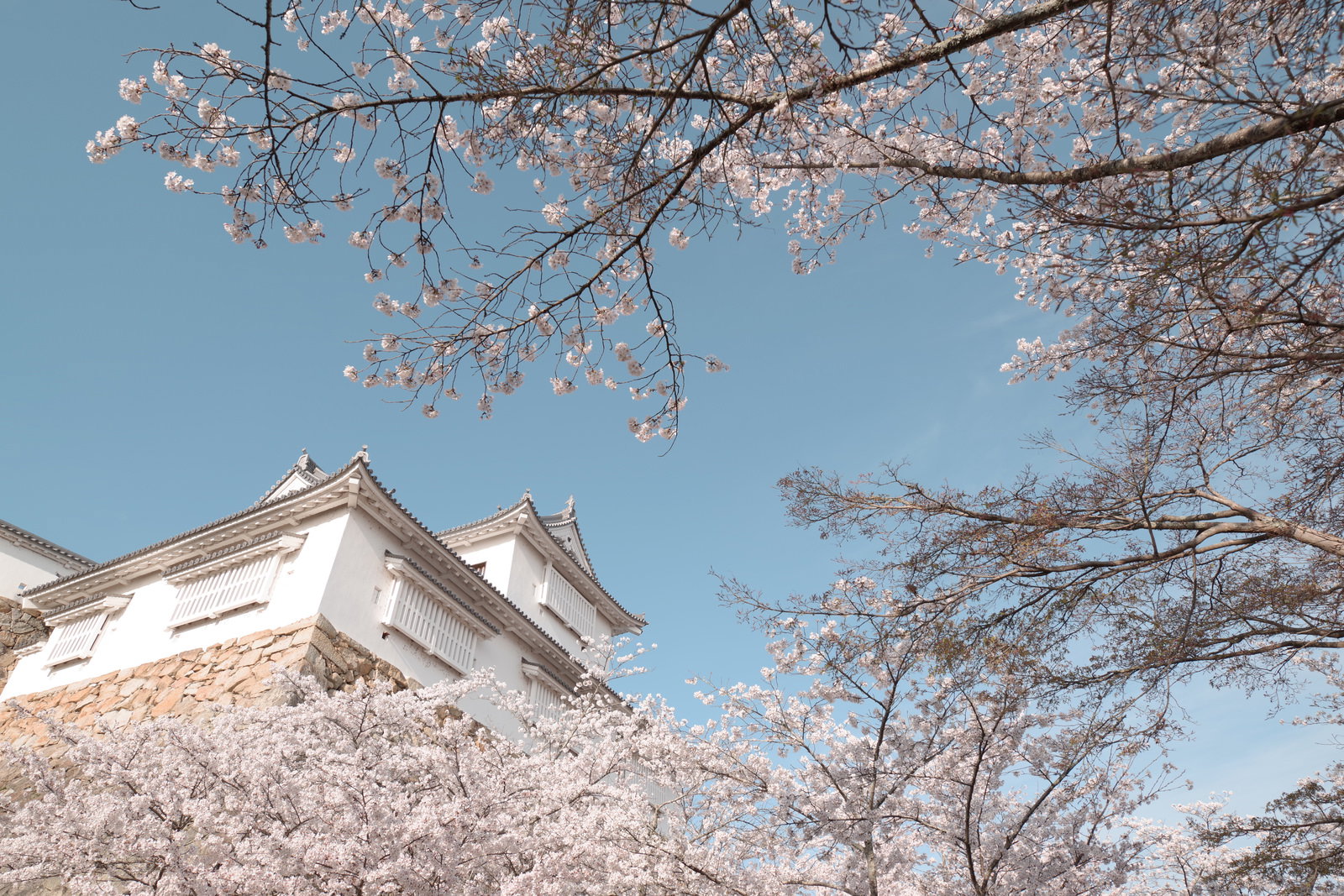 津山城跡の備中櫓と満開の桜が青空に映える春景