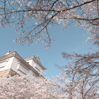 津山城跡の備中櫓と満開の桜｜岡山県津山市の城址公園の写真