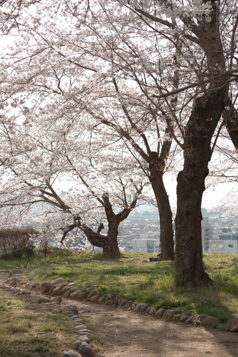 樹齢が古い桜の大木が満開に咲き、背景に城下町が見える鶴山公園の景色