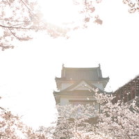 陽気な天気の中、満開の桜に囲まれた津山城跡の備中櫓の写真