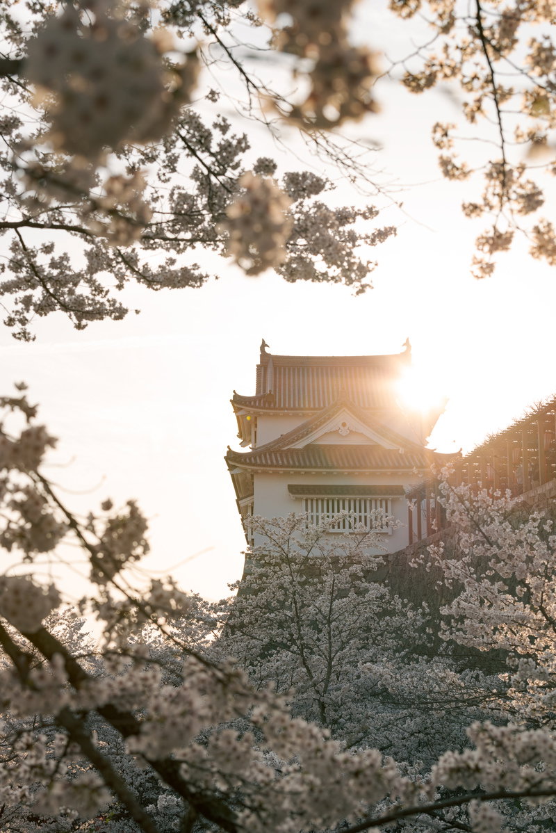 夕日の逆光に浮かぶ津山城跡備中櫓と桜