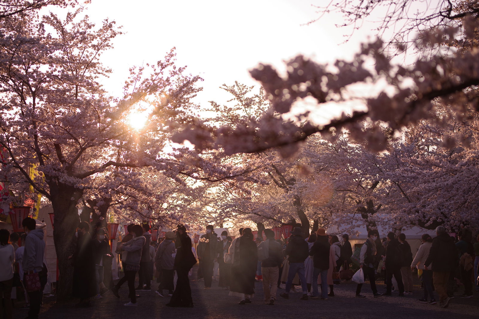 鶴山公園の満開の桜の下、夕暮れ時に大勢の人で賑わう桜まつりの光景