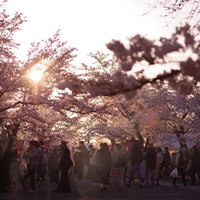 夕暮れ時に大勢の人で賑わう鶴山公園の桜まつりの写真