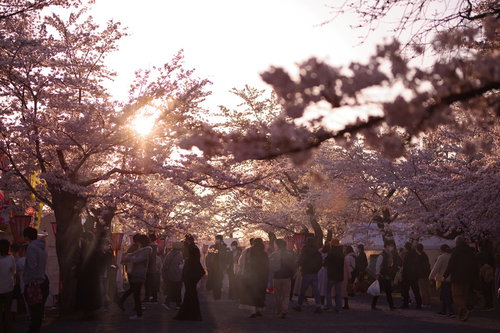 夕暮れ時に大勢の人で賑わう鶴山公園の桜まつり