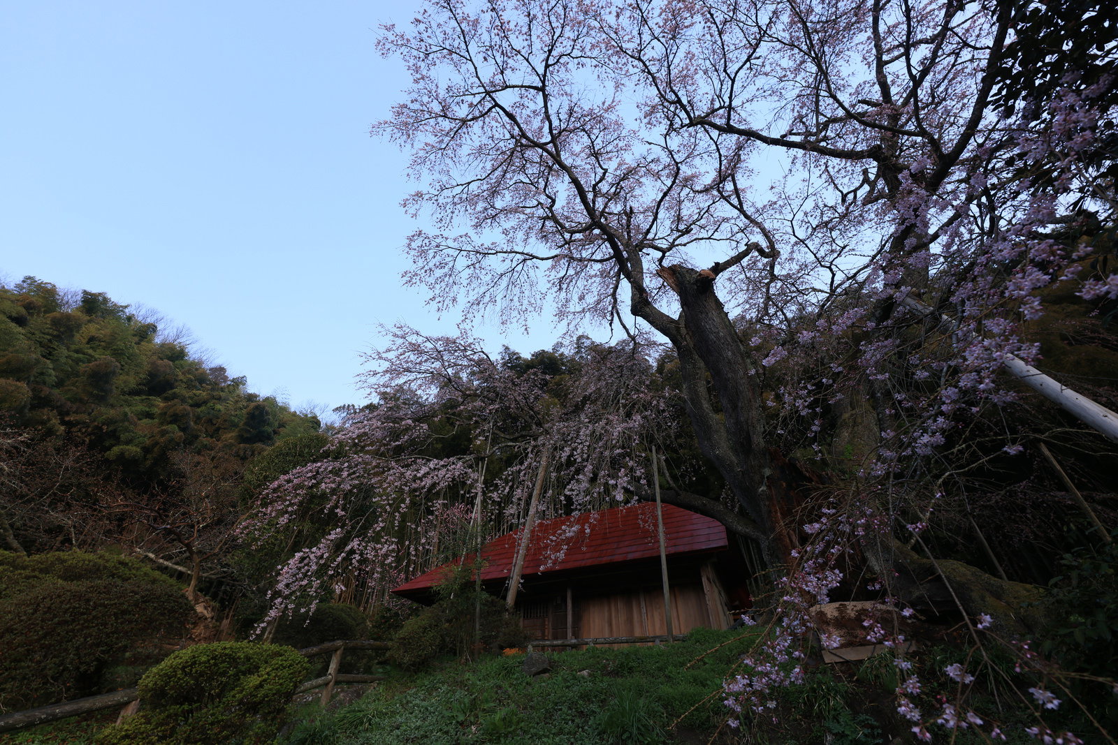 枝垂れ桜の大木と赤い屋根の庵