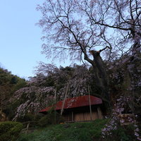 静寂の庵と雪村桜の写真