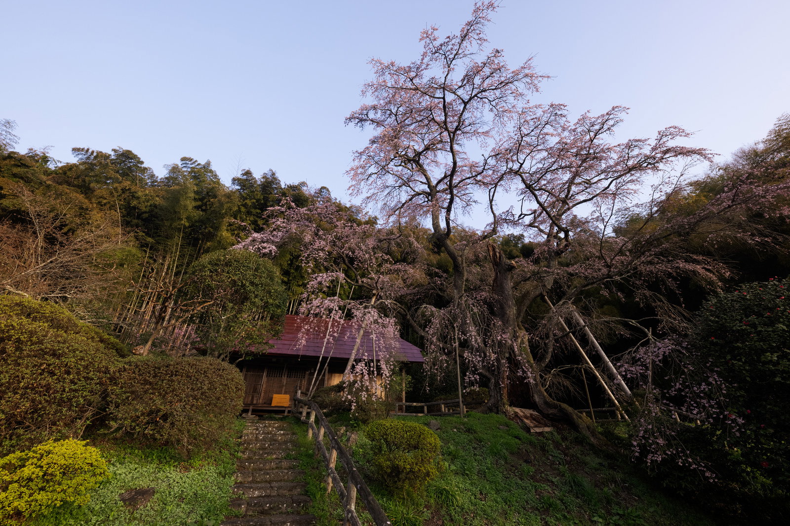 夕暮れの空の下で満開に咲く雪村桜と雪村庵の風景