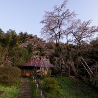 夕暮れに満開となる雪村庵の雪村桜の写真
