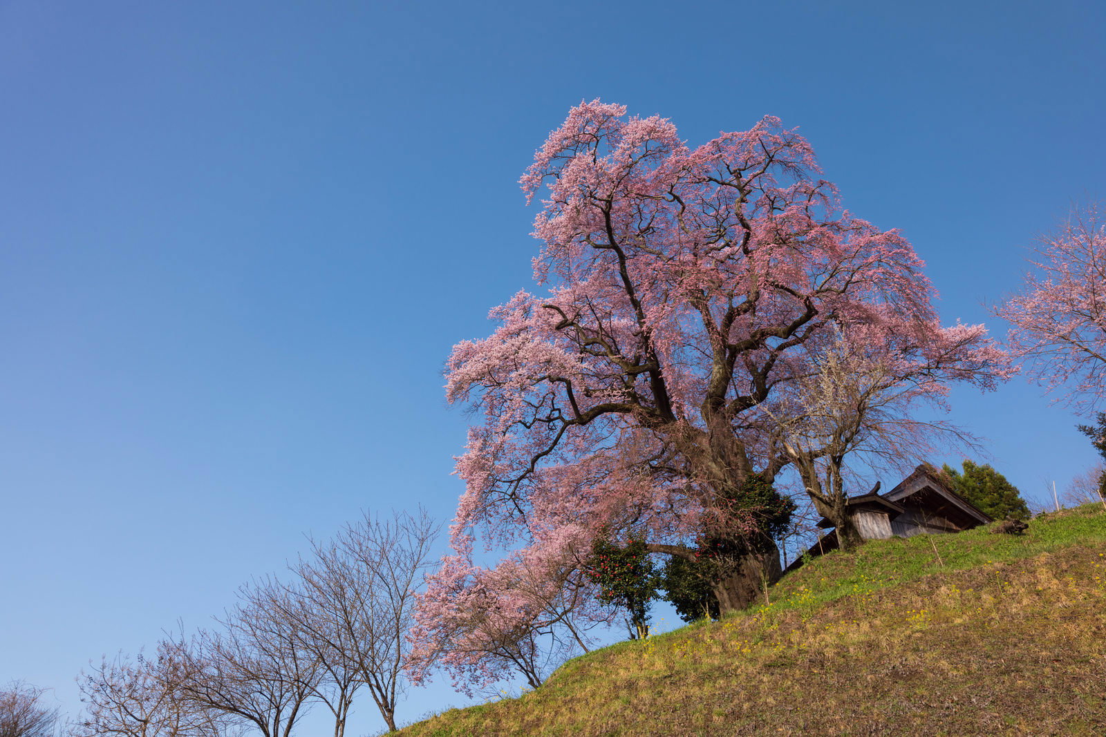 青空の下、丘の上で満開に咲く樹齢約500年の天神夫婦桜のしだれ桜