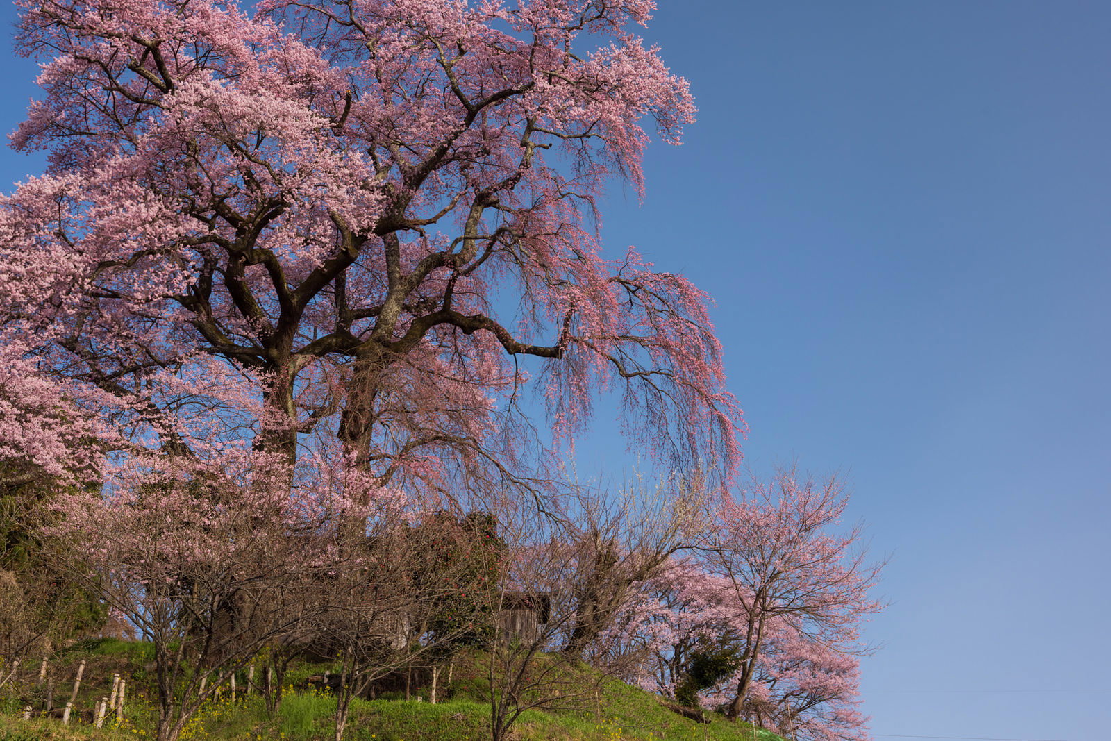 青空の下で満開に咲く天神夫婦桜のエドヒガンザクラ