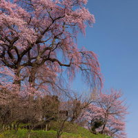 雲一つない青空に満開で咲く天神夫婦桜の写真