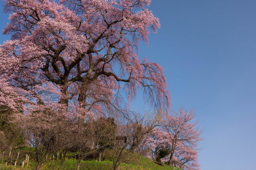 雲一つない青空に満開で咲く天神夫婦桜