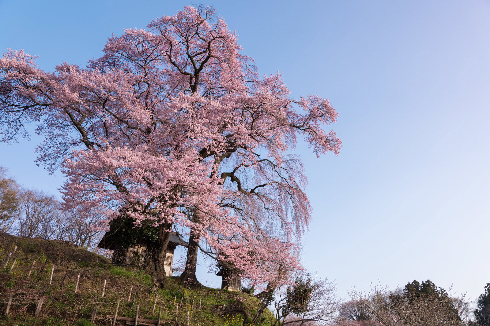 満開に咲く樹齢500年の天神夫婦桜と青空