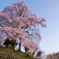 樹齢約500年の天神夫婦桜、満開のエドヒガシの写真