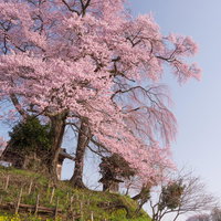 福島県郡山市の満開の天神夫婦桜と菜の花畑の春景色の写真