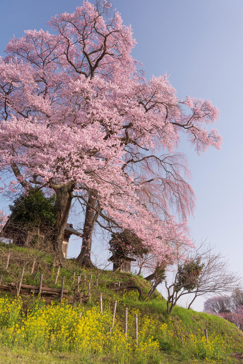 満開の薄紅色の天神夫婦桜と黄色い菜の花畑が青空の下で咲く春の風景
