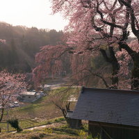 デコ屋敷近くの樹齢500年、天神夫婦桜の満開時期の写真