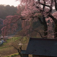 お堂の青緑色の瓦屋根と満開の天神夫婦桜の写真