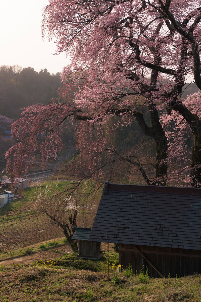 お堂の青緑色の瓦屋根を背景に満開の天神夫婦桜が咲く春の風景
