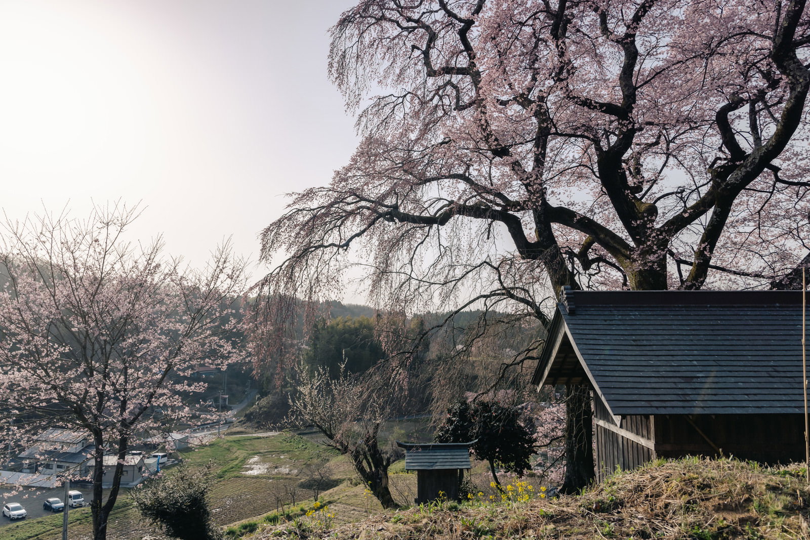 青い屋根のお堂と満開の桜が咲く高台からの春景色