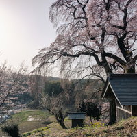 高台から見下ろす天神夫婦桜と青い屋根のお堂の写真