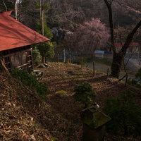 お堂と境内に伸びる影、天神夫婦桜の春景色の写真