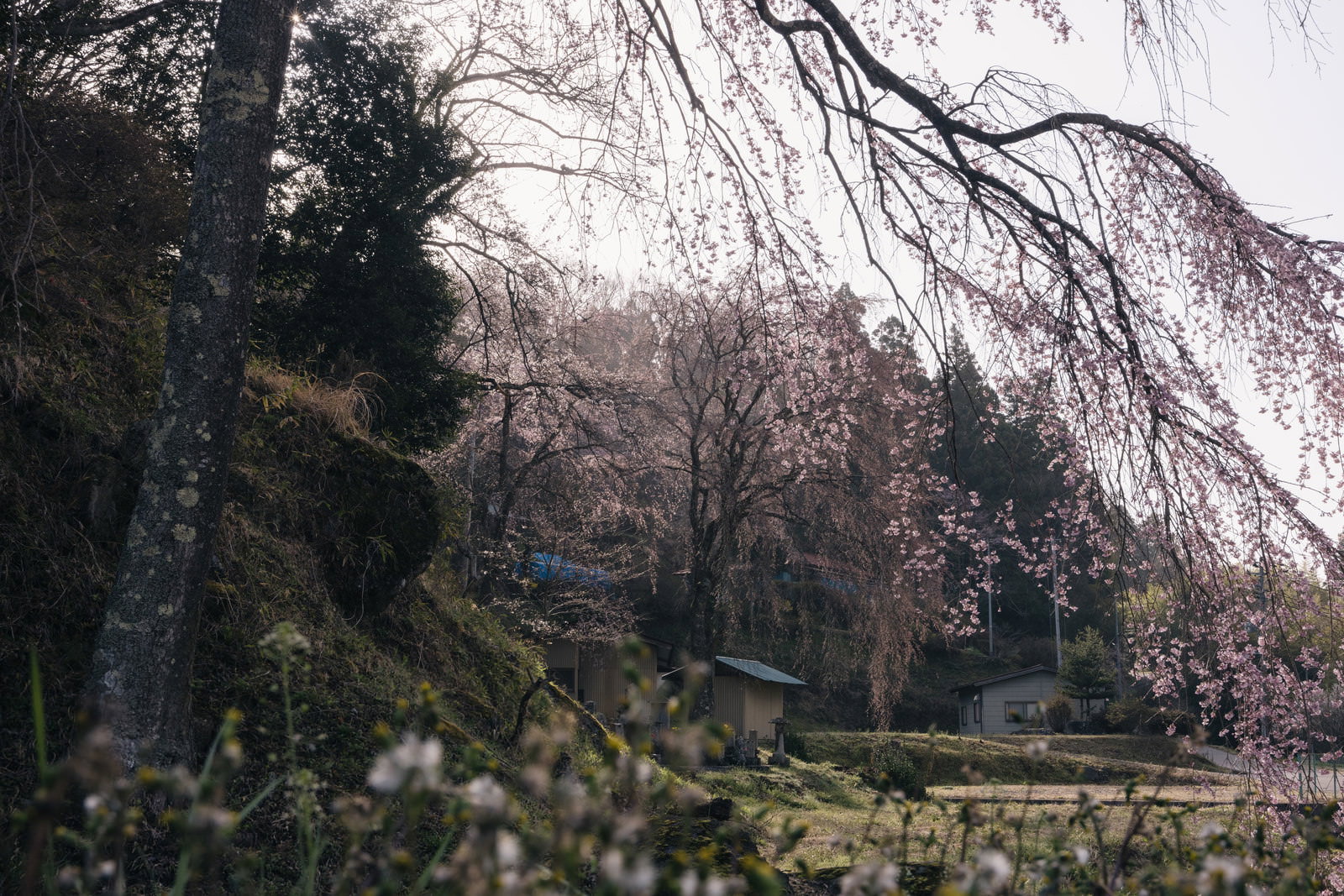 天神夫婦桜のしだれ桜