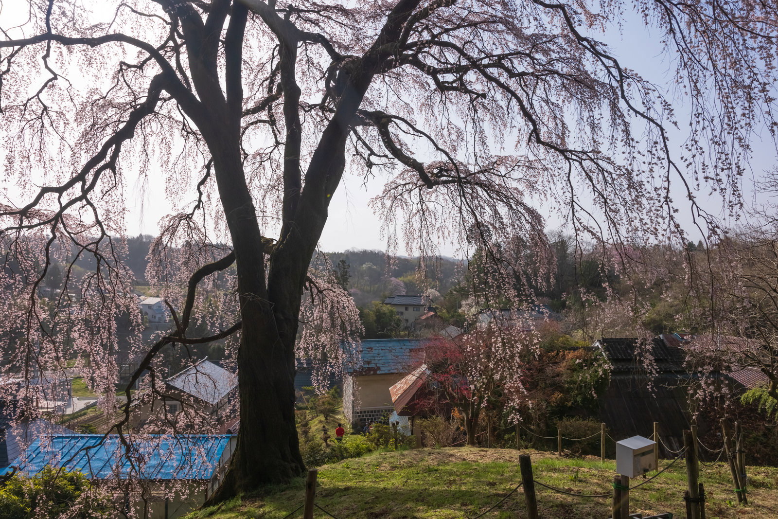満開のしだれ桜と住宅地の風景、福島県郡山市の内出の桜