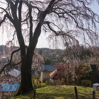 内出の桜から町を見回す満開のしだれ桜と菜の花の写真