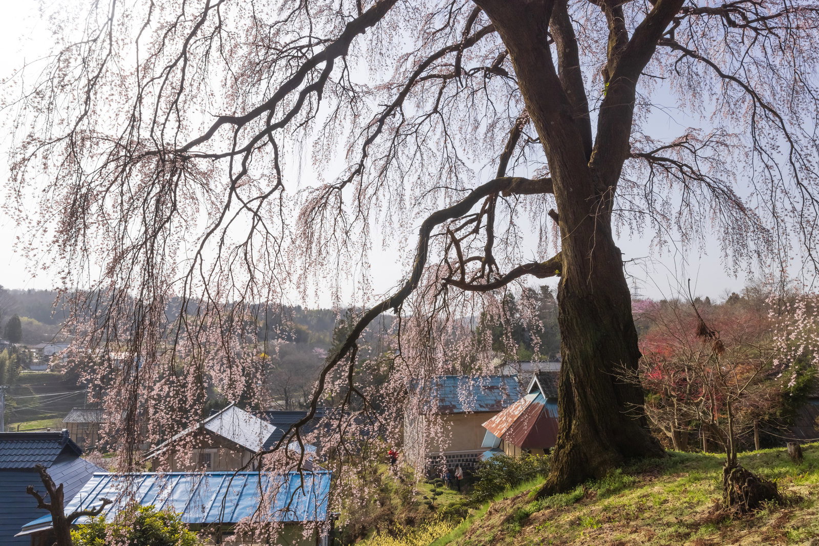 福島県の古い樹のしだれ桜が満開で、桜色の花が垂れ下がり、下方に集落が見える春景色