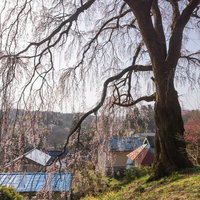 集落を見下ろす内出のしだれ桜の満開時期と古木の樹姿の写真