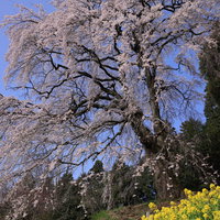 満開のしだれ桜と菜の花が咲く内出のサクラの写真