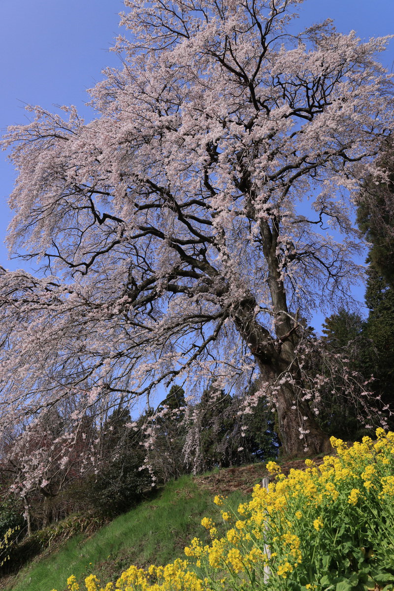 満開のしだれ桜の大木と菜の花が咲く春の風景