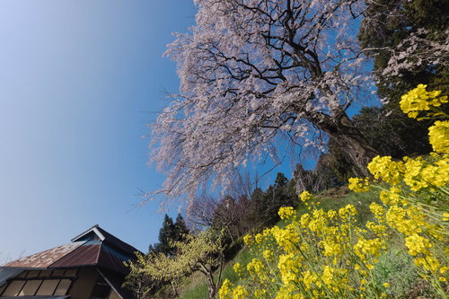 菜の花越しに見上げるしだれ桜の満開の枝（内出のサクラ）
