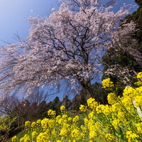郡山市の内出のサクラと菜の花が彩る春の風景の写真