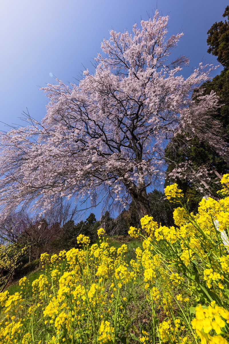 郡山市の内出のサクラとしだれ桜の満開の花に、手前に黄色い菜の花が咲く春景観