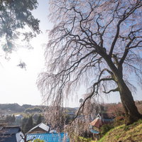 霞みゆく青空としだれ桜が咲く内出のサクラの写真